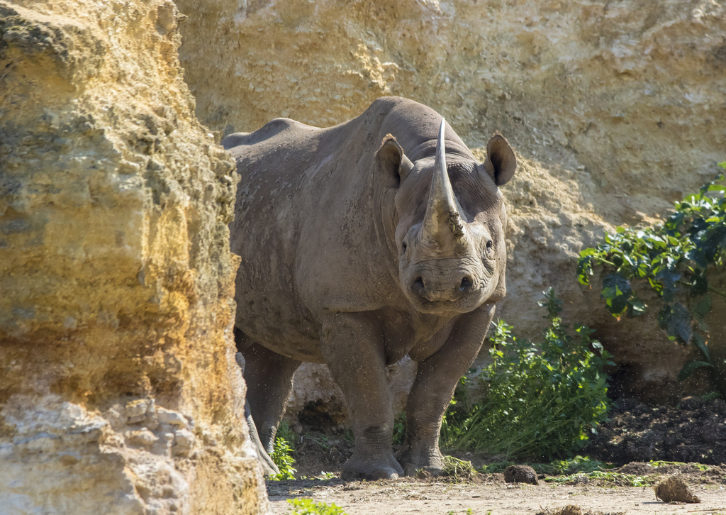 Pour le Muséum d'histoire naturelle de Bordeaux - sciences et nature, offrez une seconde vie à Kata kata, un rhinocéros noir
