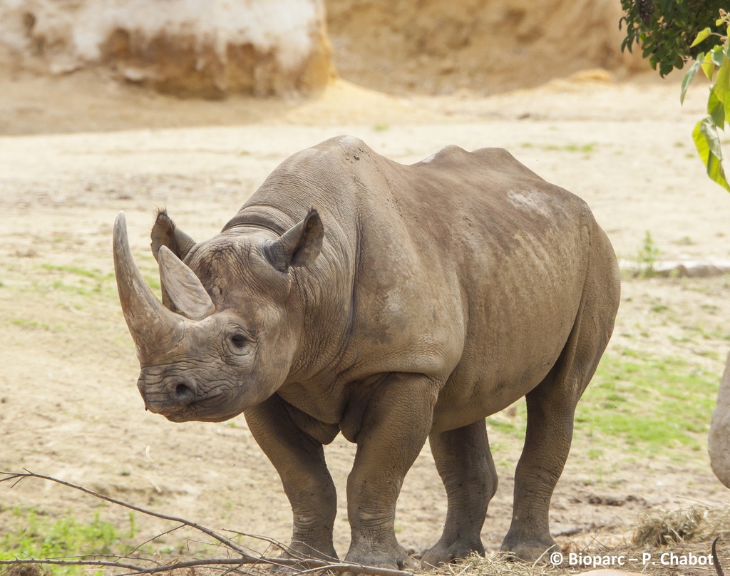 Aidez le Musée d'histoire naturelle de Bordeaux à naturaliser Kata kata un rhinocéros noir