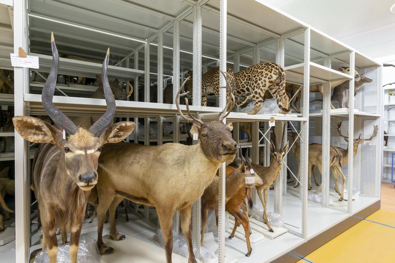 Le Muséum d'Histoire naturelle de Bordeaux propose des visites du Centre de Conservation des Collections dans le cadre des Journées Européennes du Patrimoine