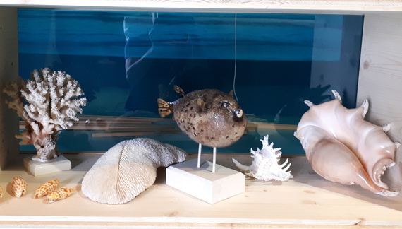 Le Muséum d'histoire naturelle de Bordeaux - sciences et nature a prêté de nombreux spécimens au Musée d'Aquitaine pour son exposition "La déferlante surf"