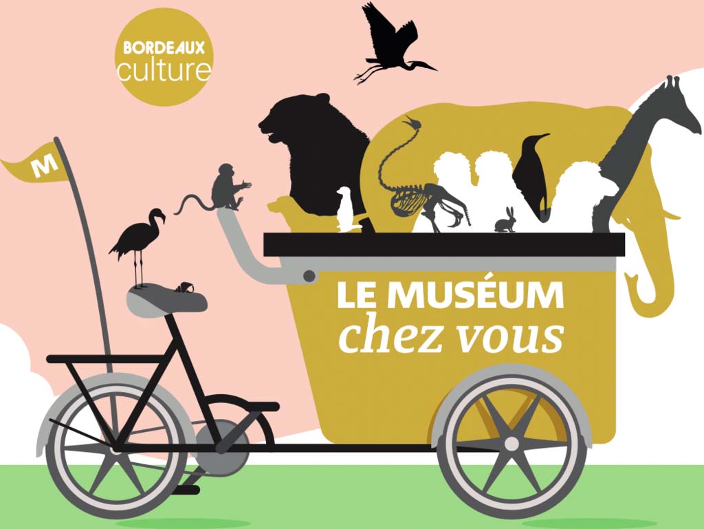 Le Muséum chez vous est un dispositif du Muséum d'histoire naturelle de Bordeaux - sciences et nature. 
