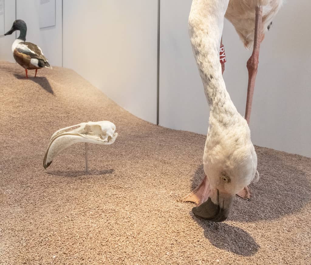 The semi-permanent exhibition Eat me if you can! et his flamingo which filter its food. You can discover this area at the first floor of the Museum of natural history of Bordeaux – science and nature.