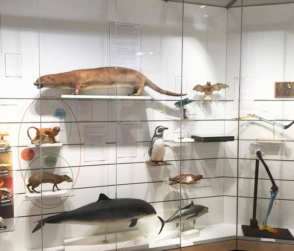 Classer les êtres vivants au Muséum de Bordeaux - sciences et nature avec votre classe dans le cadre de l'offre pédagogique du musée.