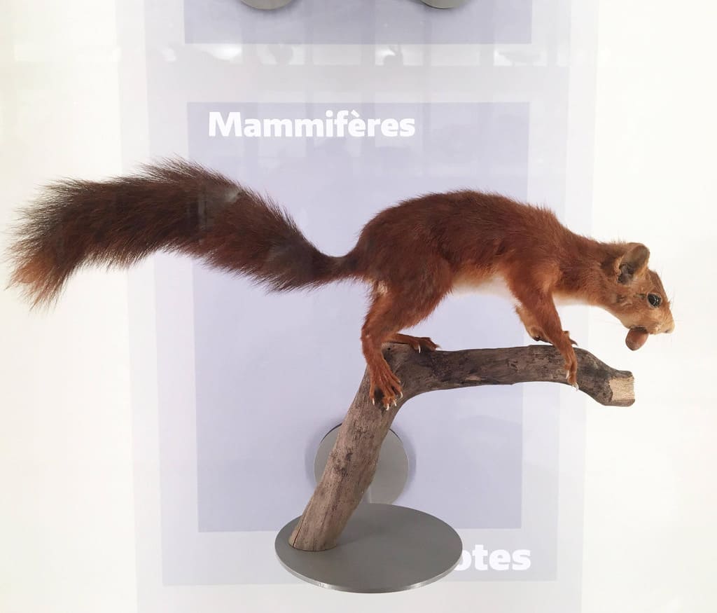 Classer les mammifères au Muséum de Bordeaux - sciences et nature avec votre classe dans le cadre de l'offre pédagogique du musée.