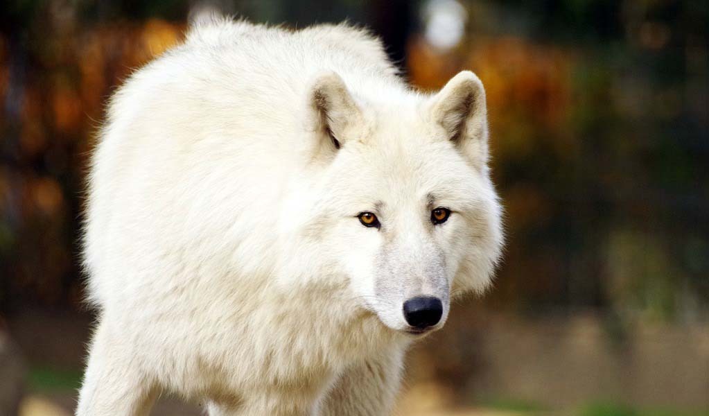 The Museum of natural history of Bordeaux – Science and nature propose a workshop about wolves for children.