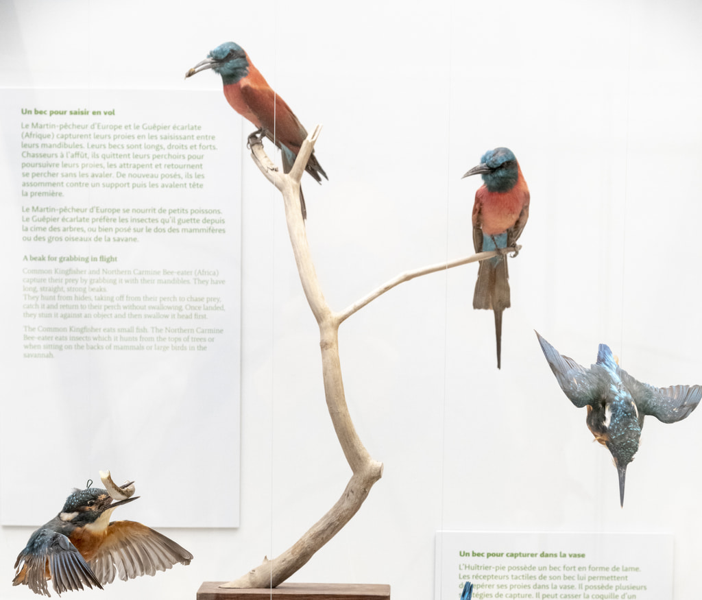 The Museum of natural history of Bordeaux – science and nature presente his semi-permanent exhibition called Eat me if you can! and his kingfishers