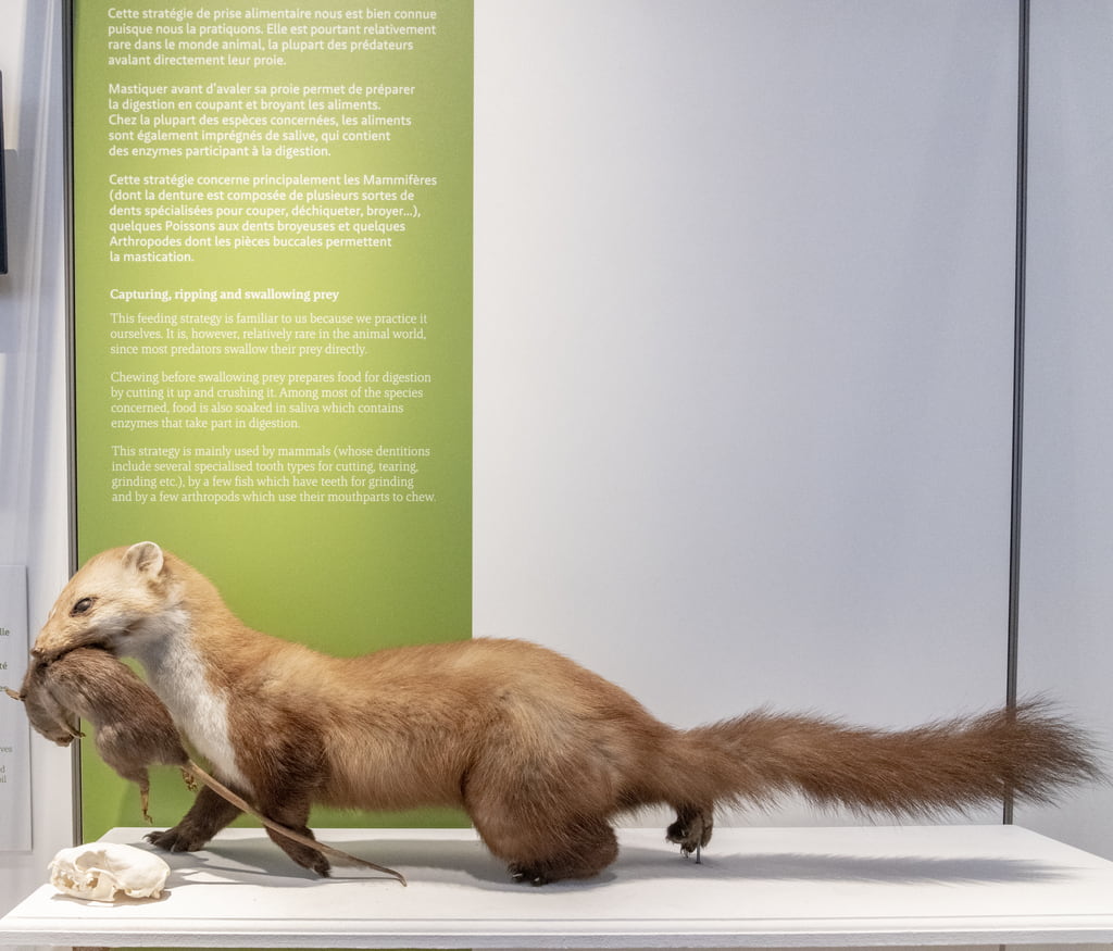 L'exposition semi-permanente Mange-moi, si tu peux ! au Muséum d'histoire naturelle de Bordeaux - sciences et nature. La fouine est un carnivore opportuniste.