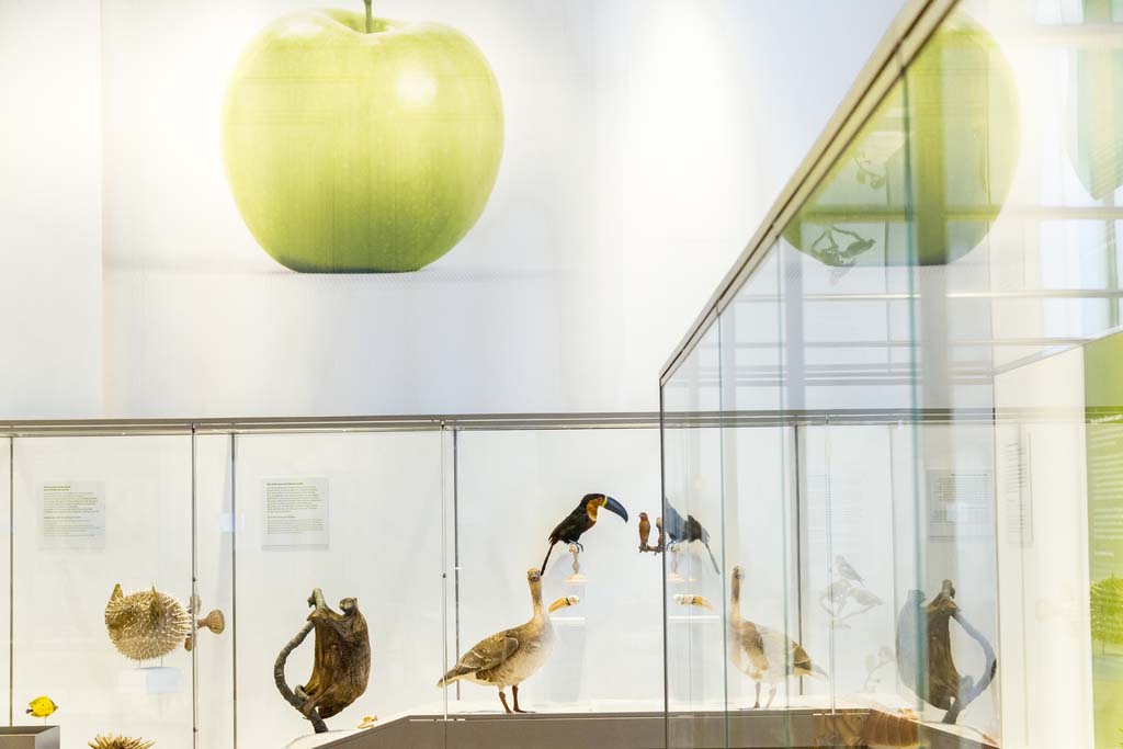 ¡Cómeme si puedes! es una de las exposiciones semipermanente del Museo de historia natural de Burdeos – ciencias y naturaleza. En el primer piso, descubre los diferentes medios de nutrición de los especímenes presentadas. 