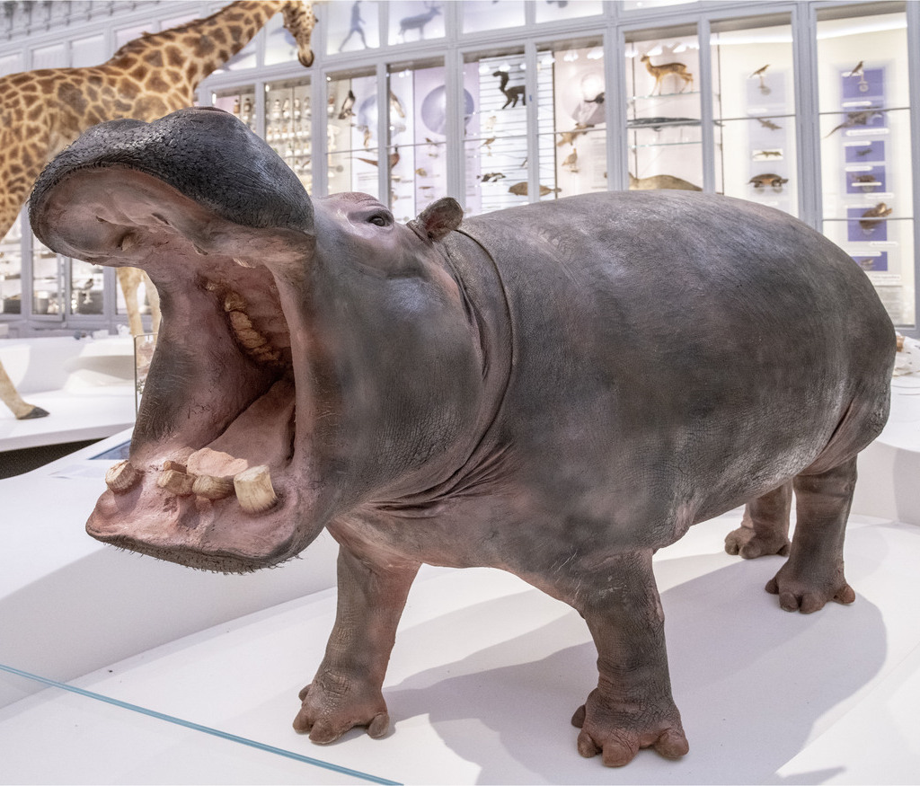 Descubre los especímenes de todos los continentes. El hipopótamo sobre el nube de la galeria encontra a sus lado otros grandes especímenes como la jirafa o también el dromedario al Museo de historia natural de Burdeos – ciencias y naturaleza.