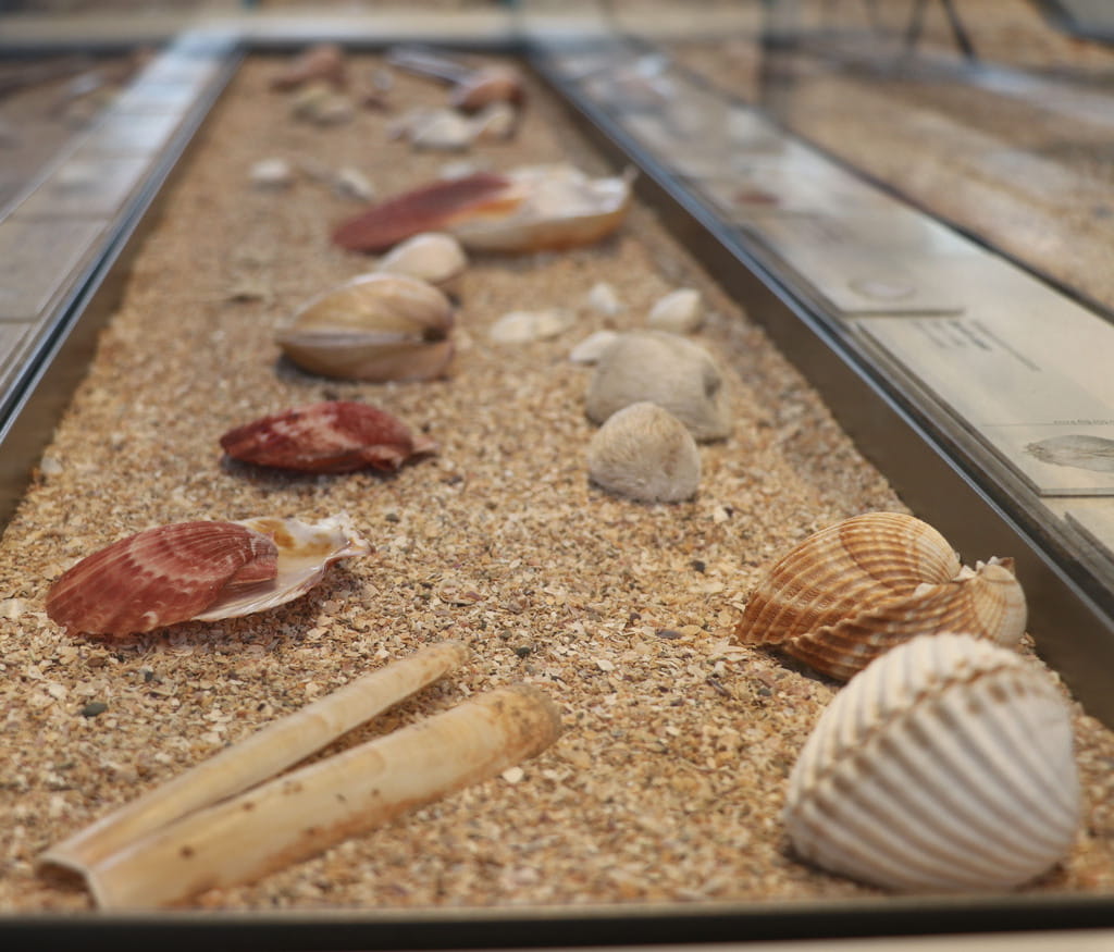 On of the semi-permanent exhibition of the Museum of natural history of Bordeaux – science and nature about the Aquitaine coast.