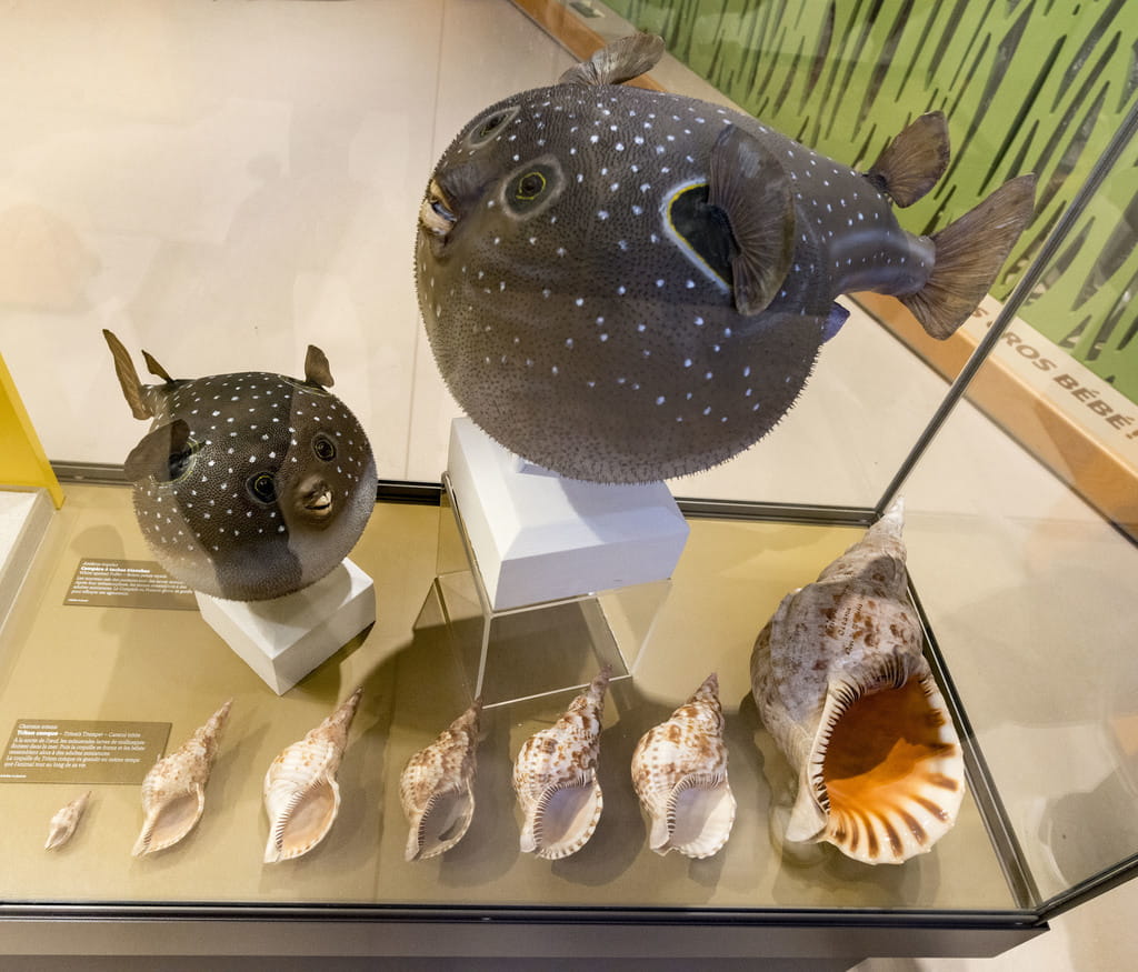 The museography of the Early years Museum is tottaly adapted to children under the age of six. In the Museum of Bordeaux – Science and nature, they discover an exhibition about all babies.