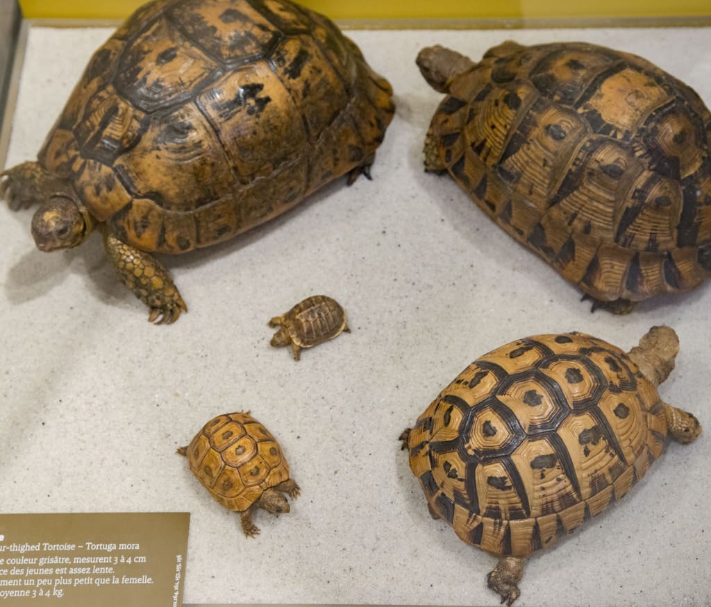 Au Musée des tout-petits, les tortues accompagnées de leurs bébés font partie de l'exposition semi-permanente Tous les bébés au Muséum d'histoire naturelle de Bordeaux - sciences et nature.