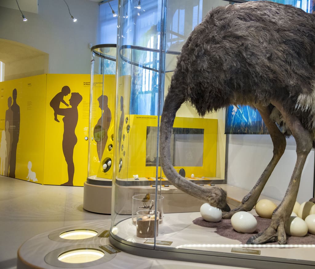 In the Early years Museum, children under the age of six discover the semi-permanent exhibition of the Museum of naturel history of Bordeaux – Science and nature, called All babies.