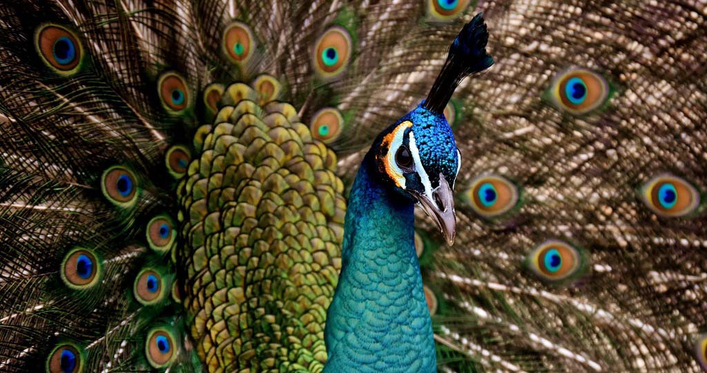 The Museum comes to you is a device of the Museum of Bordeaux – Science and nature. Workshops and exhibitions linked to natural history invite the visitor to reflect upon the respect of biodiversity and the place of men in nature. 