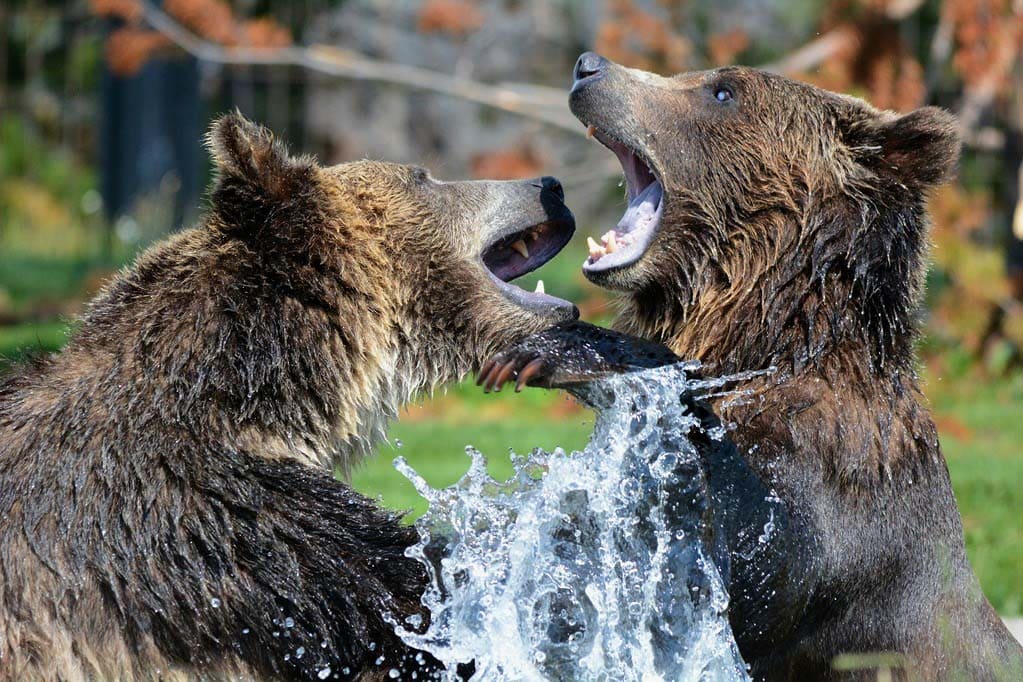 Le propos scientifique qu'est la place de l'homme dans la nature ou la nature vue par les hommes correspond très bien à cet atelier hors les murs proposé par le dispositif itinérant Le Muséum chez vous. Cette animation met en avant ce grand mammifère qu'est l'ours et sa ressemblance avec notre espèce. Le médiateur scientifique fait le lien avec les expositions du Muséum de Bordeaux - sciences et nature. 