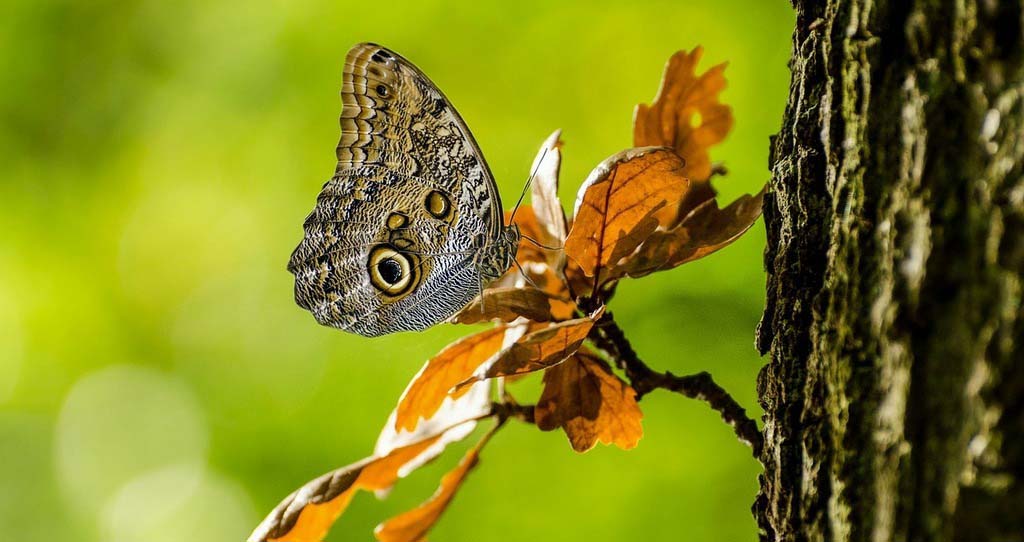 The Museum of natural history of Bordeaux – Science and nature propose a workshop about insects and butterflies. The off-site worshops is proposed by The Museum of natural history of Bordeaux – Science and nature to help children to discover animals and insects. 