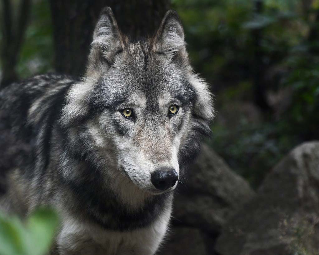 The worshop about wolves is devoted to children. The Museum comes to you propose out-site worshops appropriate to every ages. Children can also come into The Museum of natural history of Bordeaux – Science and nature to discover exhibitions about nature and animals. 
