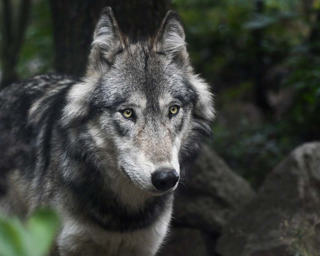 El taller sobre los lobos es para los hijos. El Museo en casa propone talleres fuera del museo dedicado a todas las edades. Los hijos pueden también venir en el Museo de historia natural de Burdeos – ciencias y naturaleza para descubrir sus exposiciones sobre la naturaleza y los animals. 