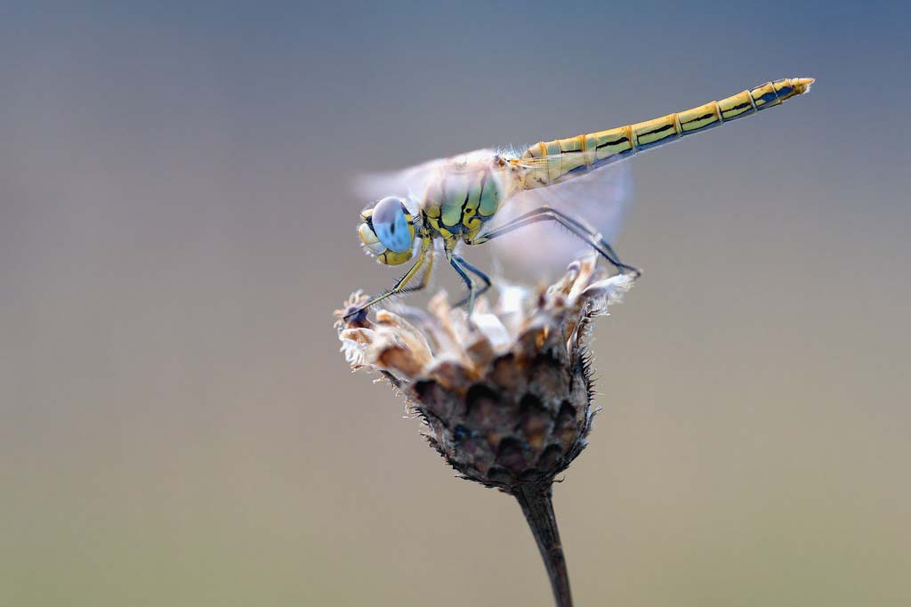  El Museo de Burdeos – ciencias y naturaleza propone a los hijos de descubrir tématicas sobre los insectos con el dispositivo de talleres fuera del Museo llamado El Museo en casa. 