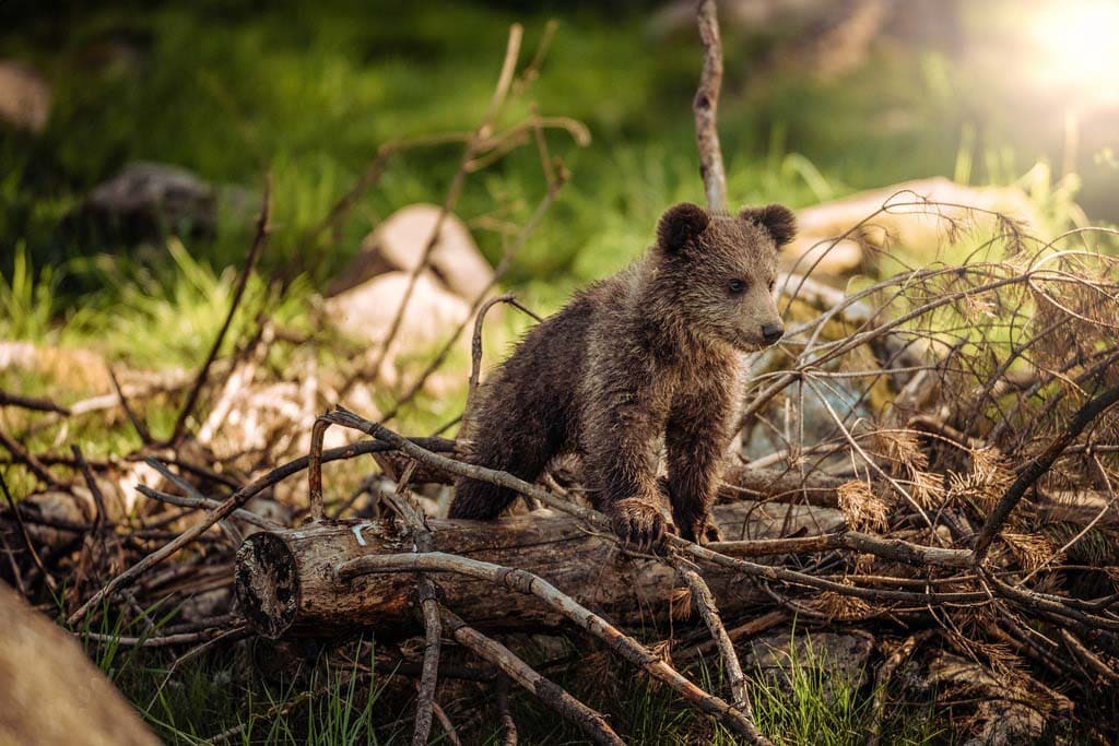 The workshop about teddy bear of The Museum comes to you is for young persons. They can discover topics outside of The Museum of natural history of Bordeaux – Science and nature.