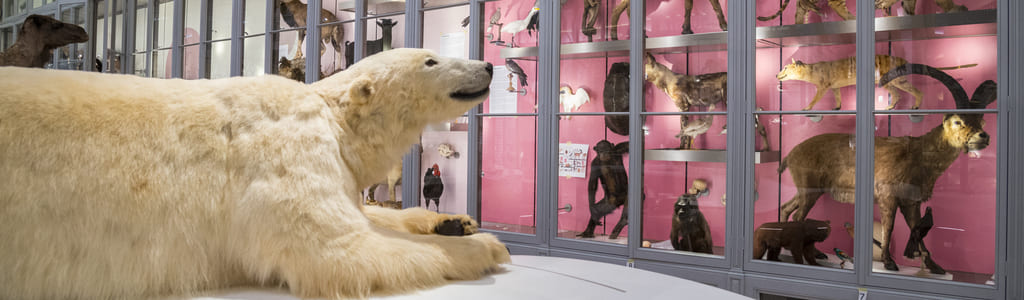 Los espacios del Palecete de Lisleferme han estate renovados. Las colecciones y los especímenes del Museo de historia natural de Burdeos – ciencias y naturaleza fue instalados después.