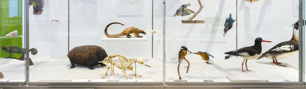 El primer plano del Museo de historia natural de Burdeos – ciencias y naturaleza abrita dos exposiciones semipermanente y colecciones con especímenes embalsamados.