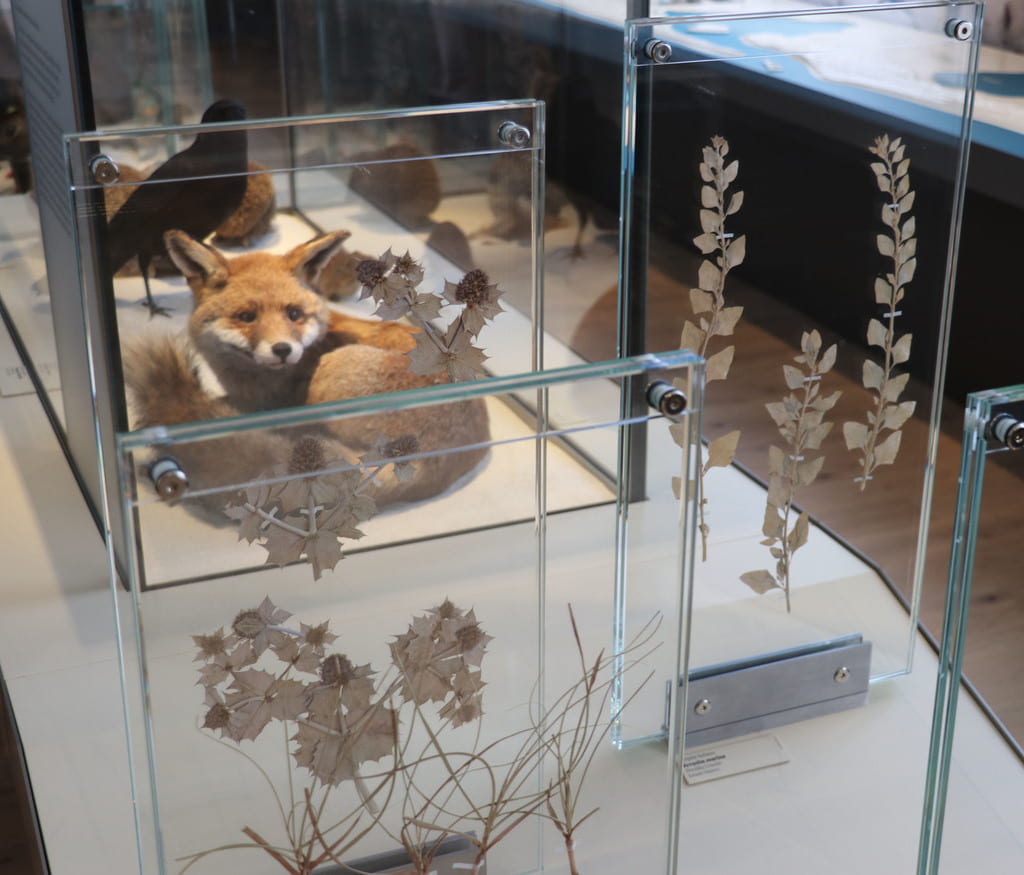 El zorro del litoral de Aquitania punta su hocico al Museo de historia natural de Burdeos – ciencias y naturaleza.