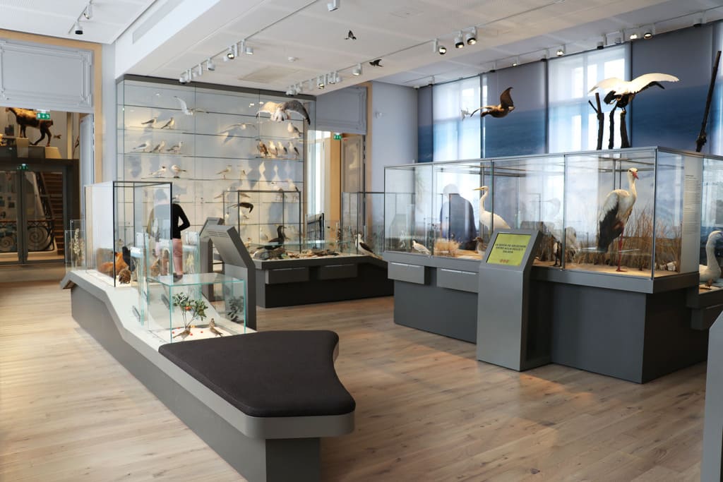 Au Muséum de Bordeaux - sciences et nature, vous pouvez découvrir une exposition semi-permanente sur le Littoral aquitain. Cette thématique rentre dans le propos principal qu'est la place de l'homme dans la nature et la nature vue par les hommes.