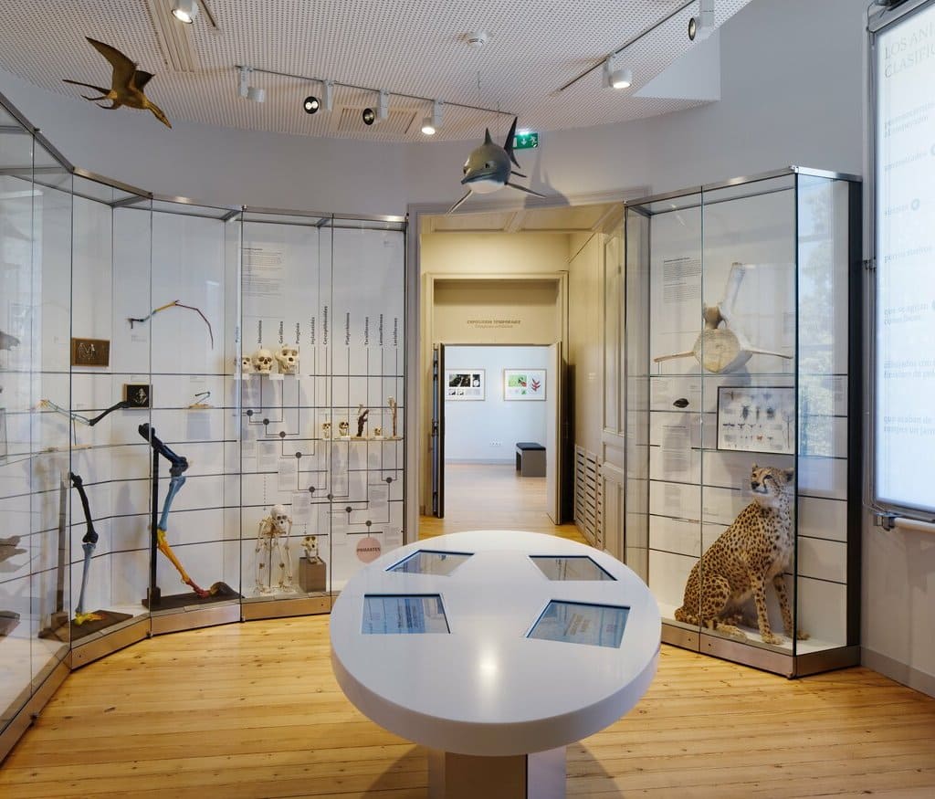 La naturaleza vista por los humanos en la galeria Souverbie es la thematíca del recorrido permanente del Museo de historia natural de Burdeos – ciencias y naturaleza.