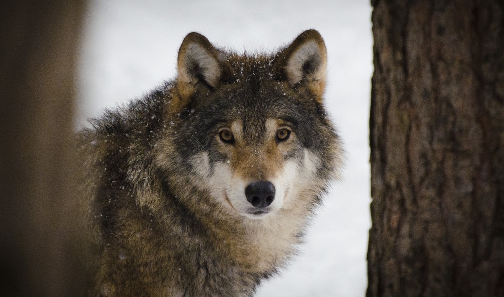 Le Muséum de Bordeaux - sciences et nature propose un atelier sur les loups