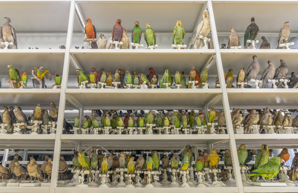 Le rayonnage ornithologique au Centre de Conservation des Collections du Muséum de Bordeaux