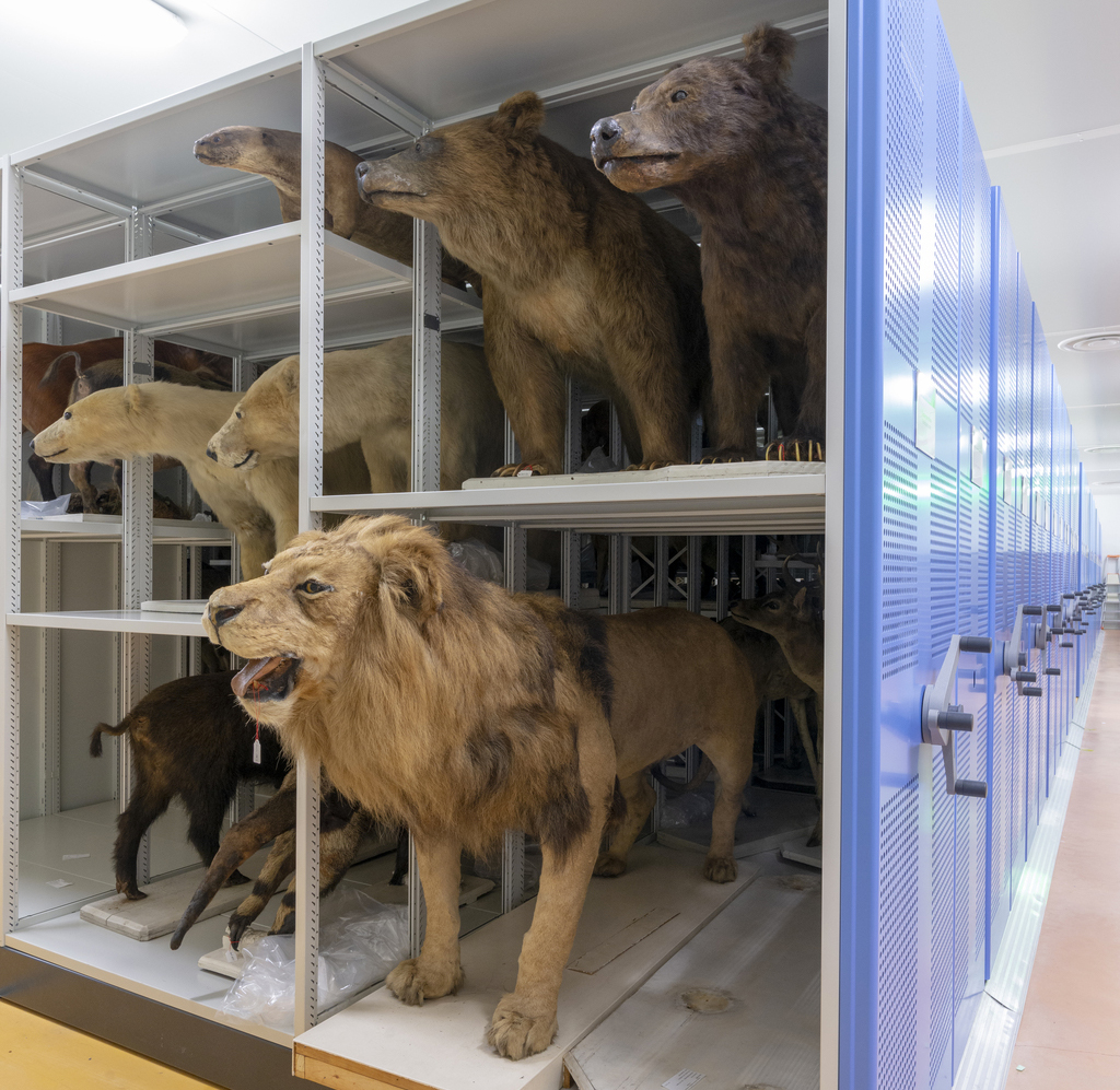 Le Muséum de Bordeaux a fait construite un Centre de Conservation des Collections pour stocker l'ensemble de ses spécimens.