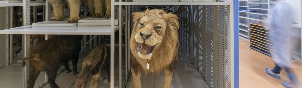 Le Centre de Conservation des Collections du Muséum de Bordeaux - sciences et nature abrite les collections du Musée dans les meilleures conditions de conservation.