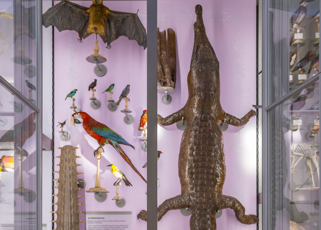 Le Muséum d'histoire naturelle de Bordeaux - sciences et nature propose de découvrir le Crocodile de l'Orénoque encore appelé Crocodile de Journu