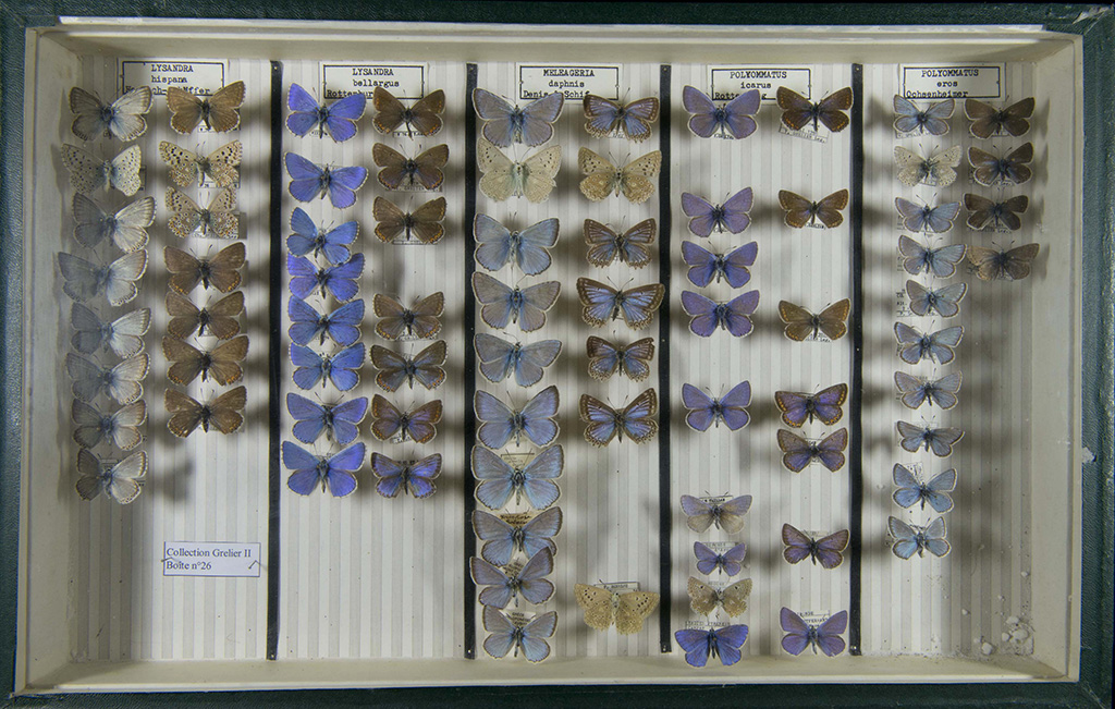 Le Muséum d'histoire naturelle de Bordeaux présente la Collection remarquable Grelier