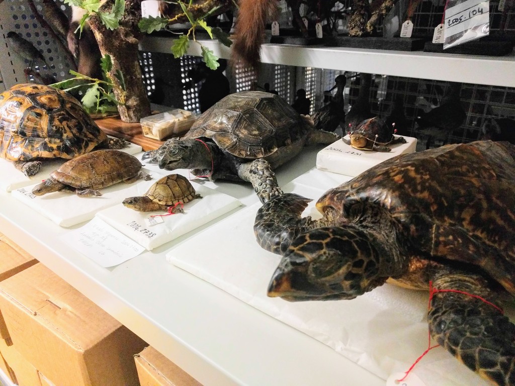 Les reptiles sont très présents au Centre de Conservation des Collections du Muséum de Bordeaux - sciences et nature. 