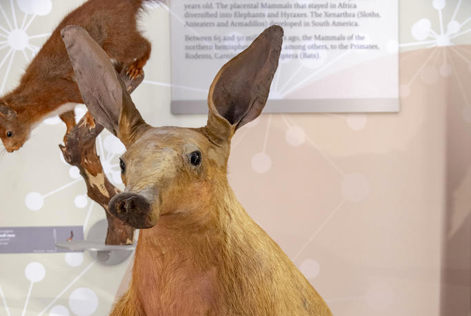 Le Muséum de Bordeaux - sciences et nature présente son oryctérope dans Espèce de spécimen