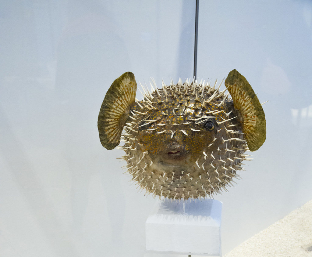 Le Muséum d'histoire naturelle de Bordeaux - sciences et nature vous propose de découvrir le Diodon Porc-épic boubou dans Espèce de spécimen