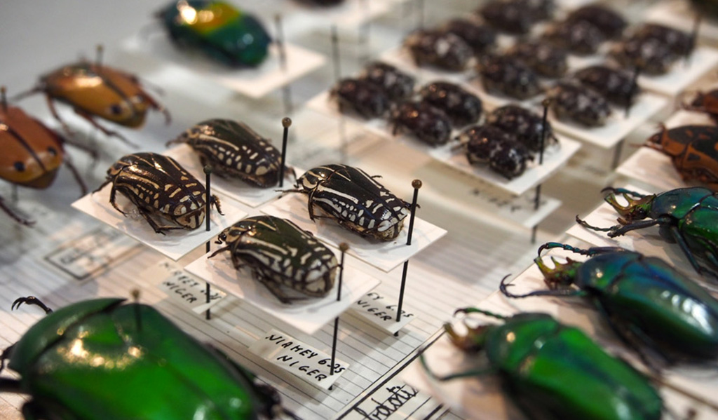 Le Muséum d'histoire naturelle de Bordeaux - sciences et nature a acquis de larges collections 