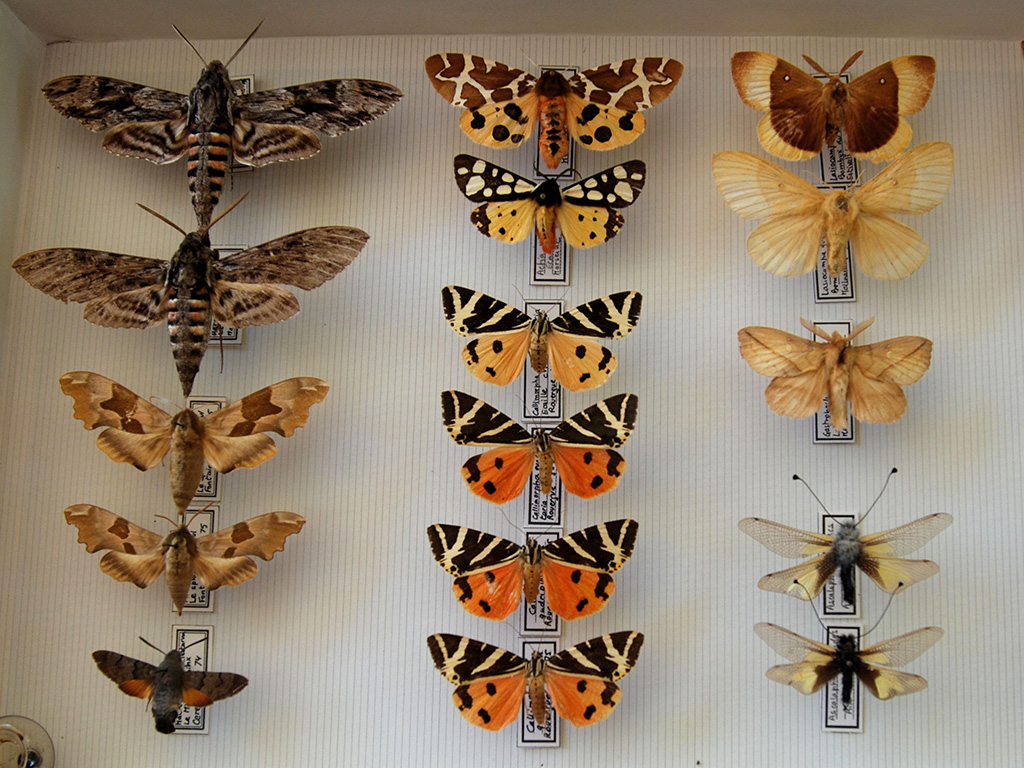 Le Muséum d'histoire naturelle de Bordeaux - sciences et nature reçoit souvent des dons de collections