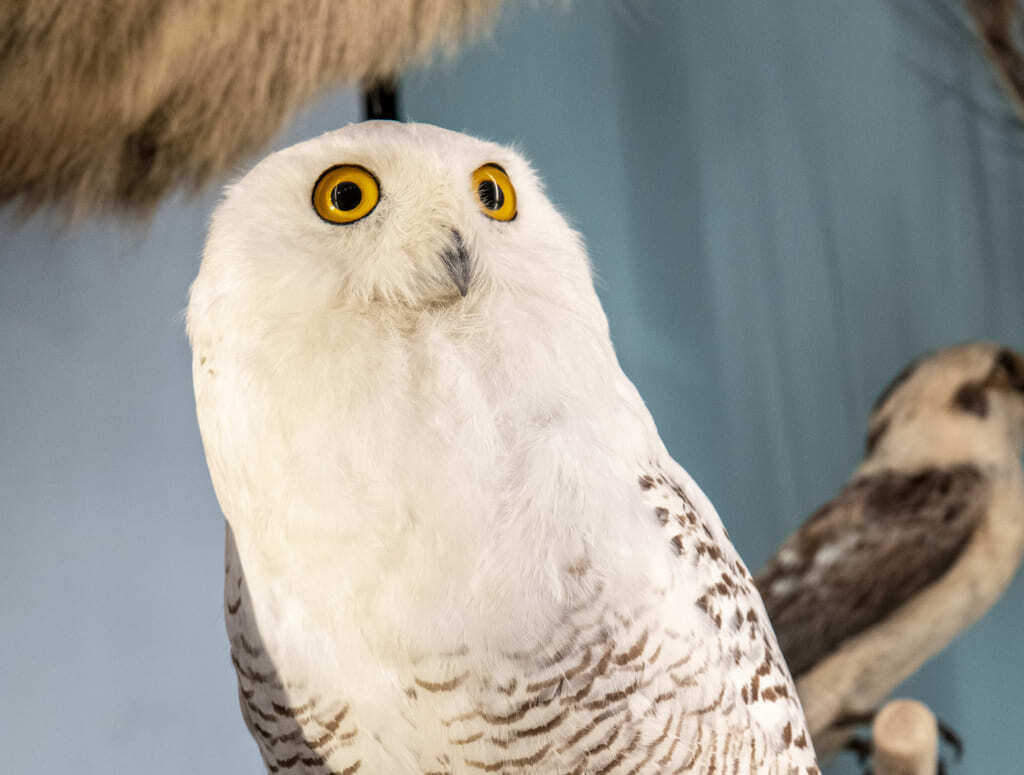 Découvrez Espèce de spécimen ! au Muséum de Bordeaux - sciences et nature