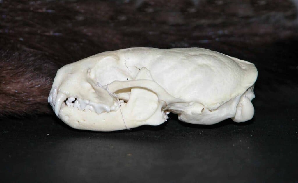 La collection Chanudet à permis de compléter la collection de crânes du Muséum d'Histoire naturelle de Bordeaux - sciences et nature