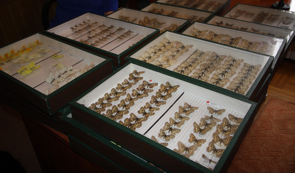 Le Muséum de Bordeaux - sciences et nature a reçu un don de la collection Grelier