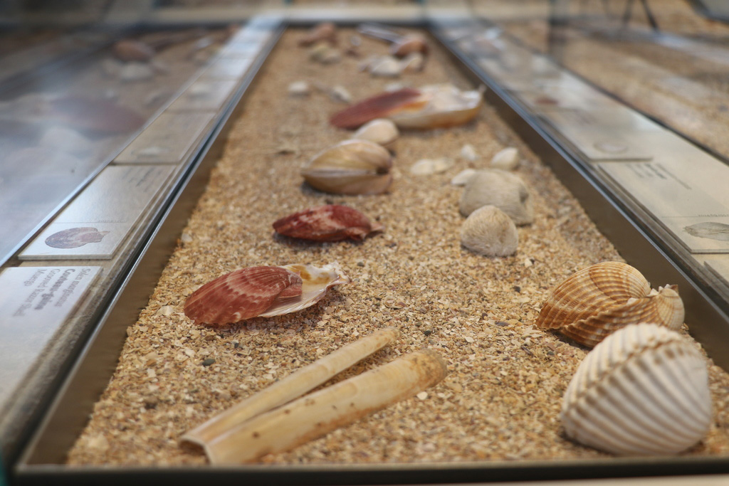 Les collectes font partie intégrante du Muséum d'histoire naturelle de Bordeaux - sciences et nature