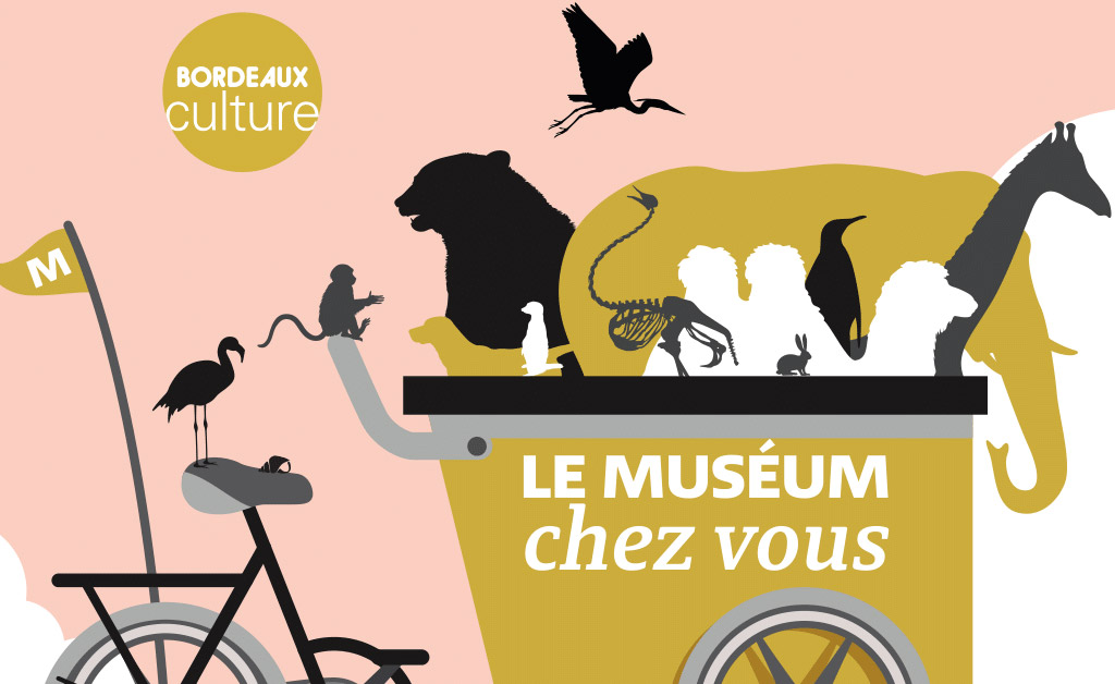 Le Muséum de Bordeaux - sciences et nature propose ses vidéos sur les ateliers du Muséum chez vous