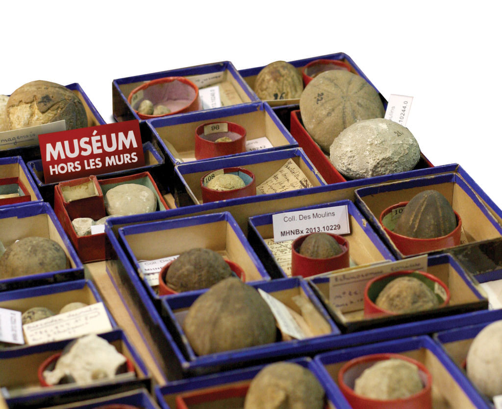 Le récolement des collection au Muséum d'histoire naturelle de Bordeaux - sciences et nature