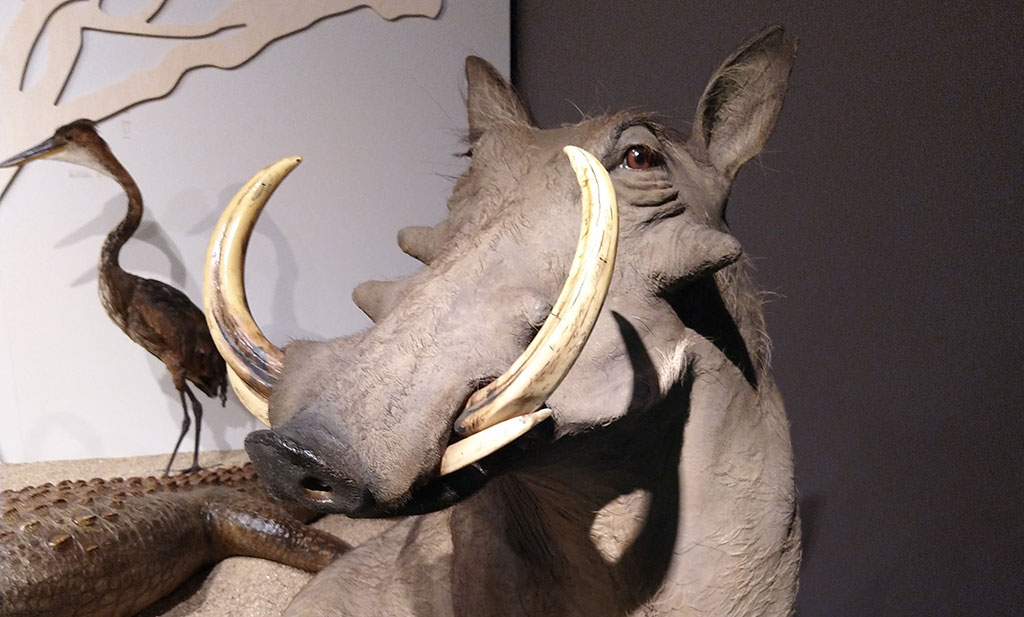 Découvrez la visite virtuelle de l'exposition Afrique Savane sauvage au Muséum d'histoire naturelle de Bordeaux