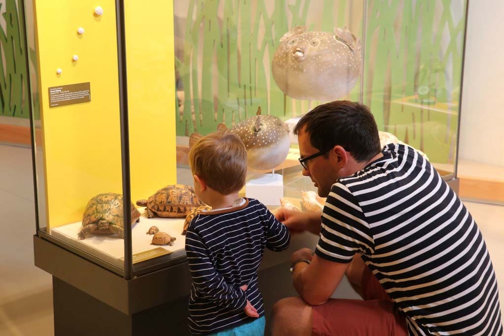 Le Musée des tout-petits du muséum d'histoire naturelle de Bordeaux est un espace dédié aux enfants de moins de six ans. Ils y découvrent l'exposition semi-permanent Tous les bébés.