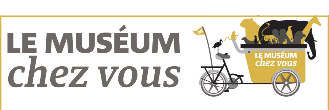 Découvrez le dispositif du Muséum d'histoire naturelle de Bordeaux appelé Le Muséum chez vous. Un médiateur vient présenter un atelier thématique dans votre établissement