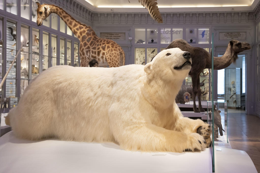 Les visites flash du Muséum de Bordeaux pendant les vacances de Noël sont sur les animaux qui s'adaptent au froid